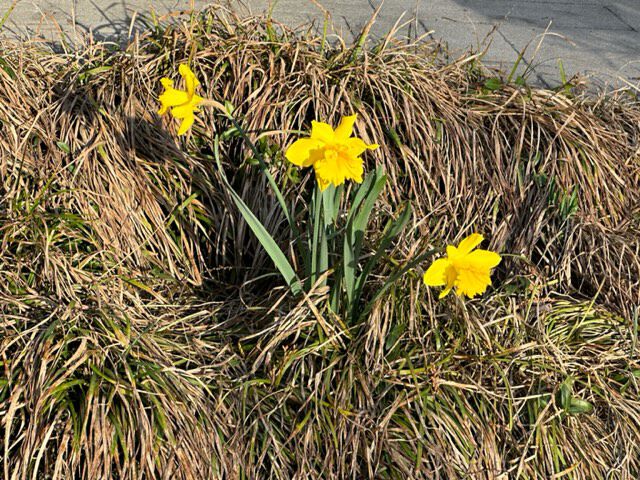 It isn't just trees but flowers blooming as well
