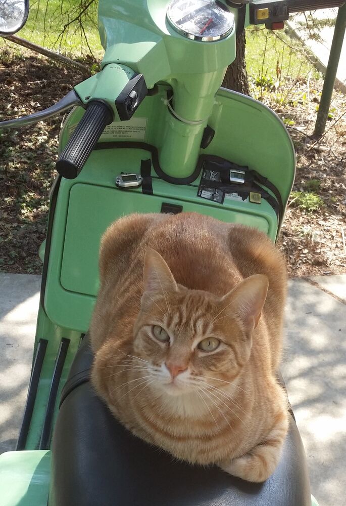 Forum member supplied image with no explanatory text