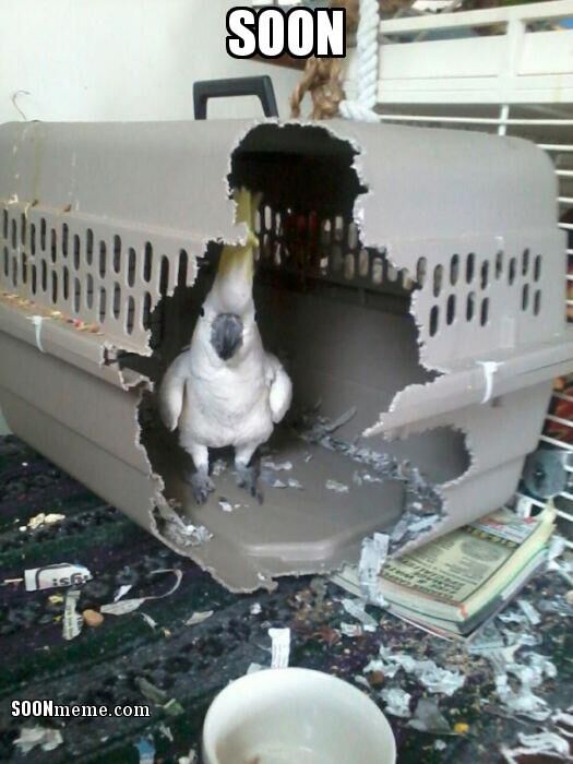 Forum member supplied image with no explanatory text
