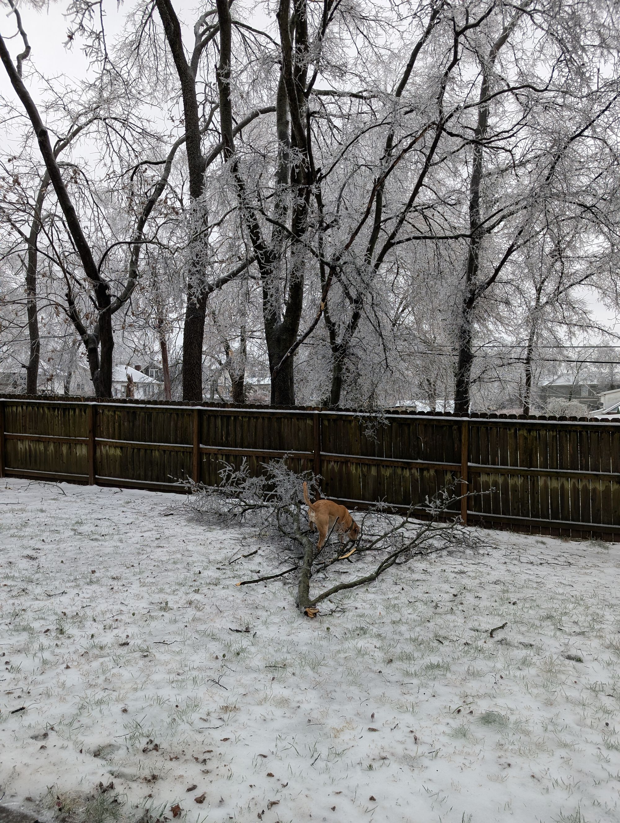 (Dog included for scale)