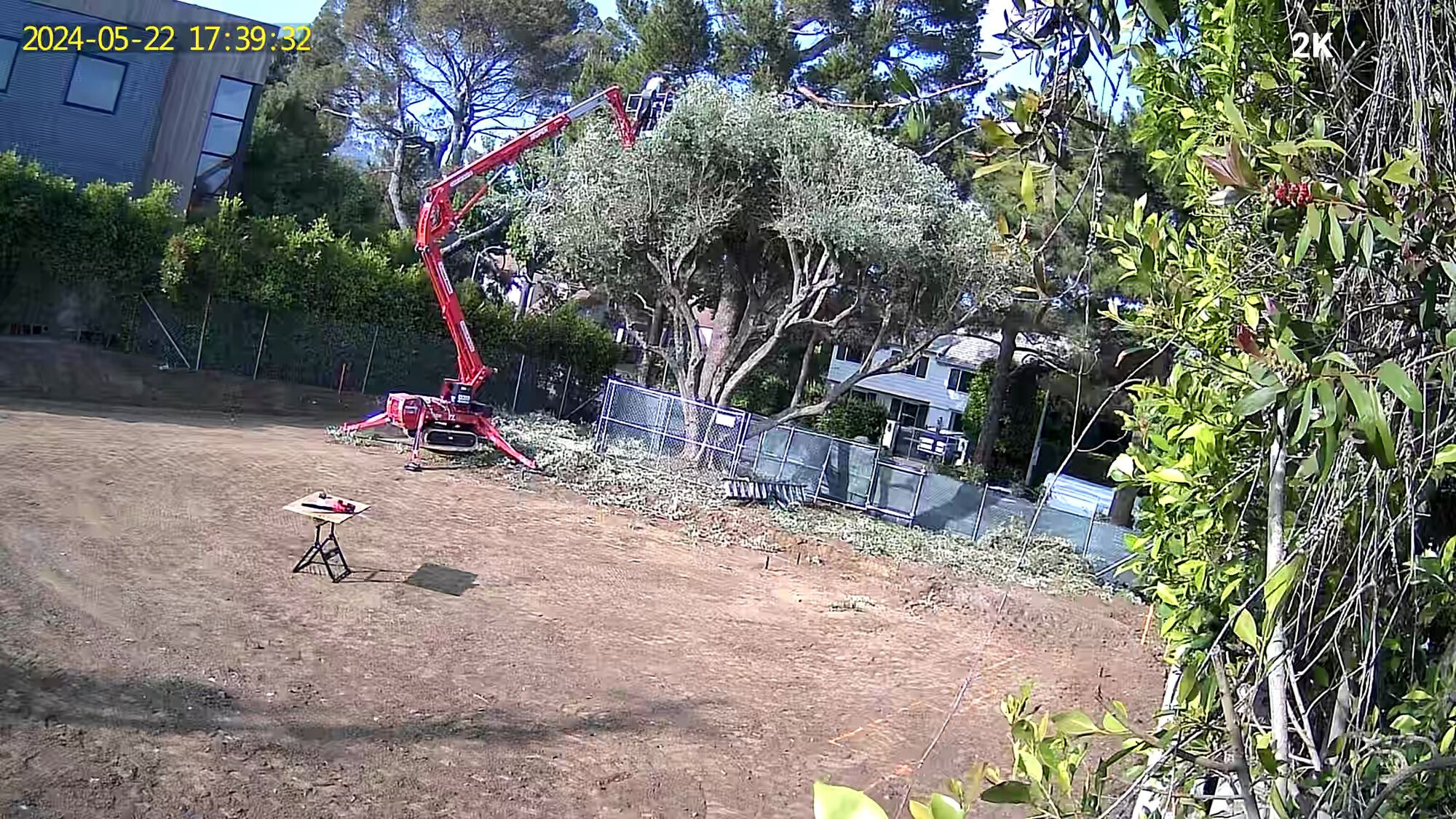 ~80 ur old olive was wildly overgrown. I started trimming bits and bobs and next thing I knew… (zoom in…)