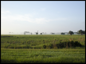 Pasture with palms wrapped in fog