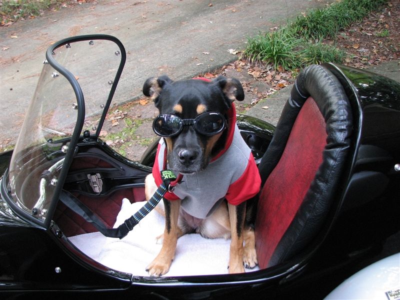 Modern Vespa Dog Carrier Suggestions Wanted