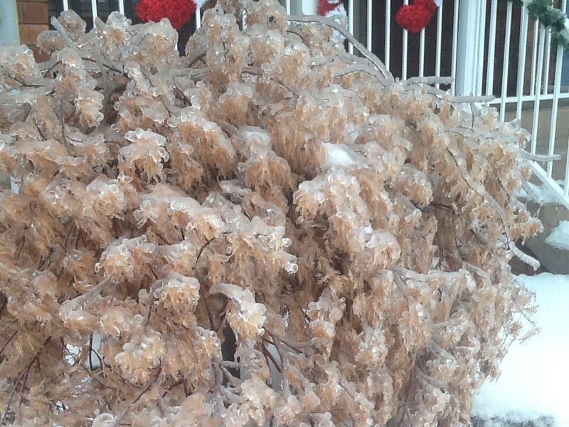 Neighbour's Very Cold Japanese Maple