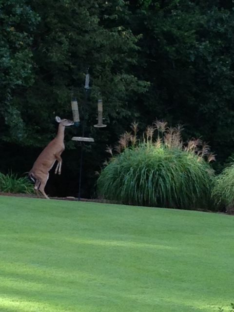 Forum member supplied image with no explanatory text