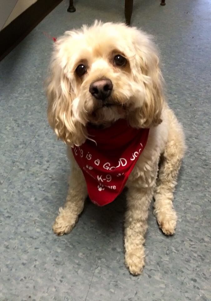 Sweet Bailey - very good natured pup.
