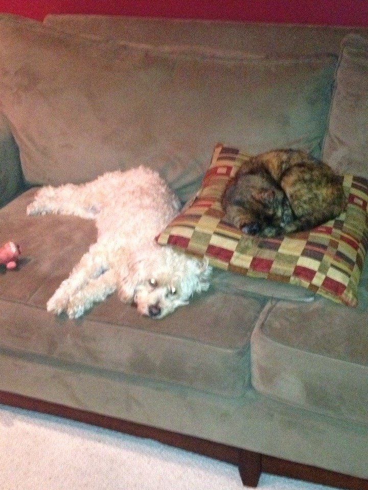 Bailey (the dog) and Molly (our tortoise cat) hanging out together.  Both have been gone for a while now.