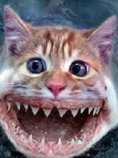 Forum member supplied image with no explanatory text