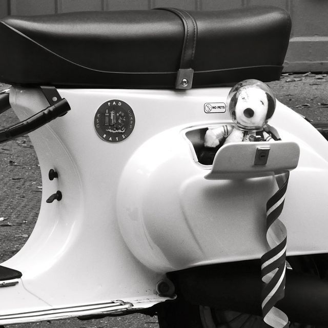 Modern Vespa Pet Carrier