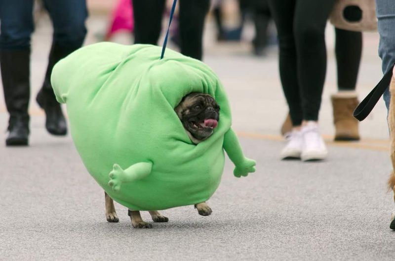 Forum member supplied image with no explanatory text