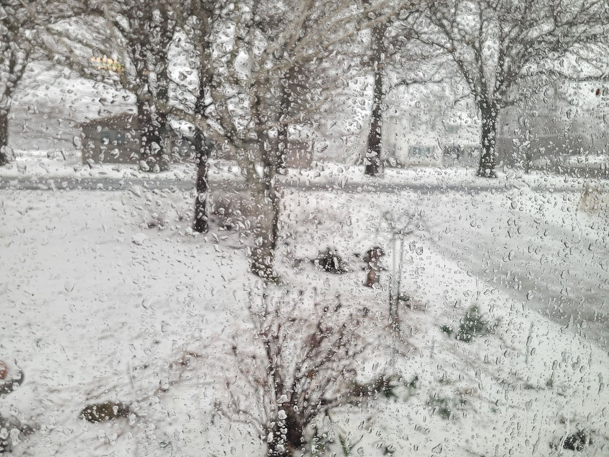 There's daffodils peeking up out there somewhere.