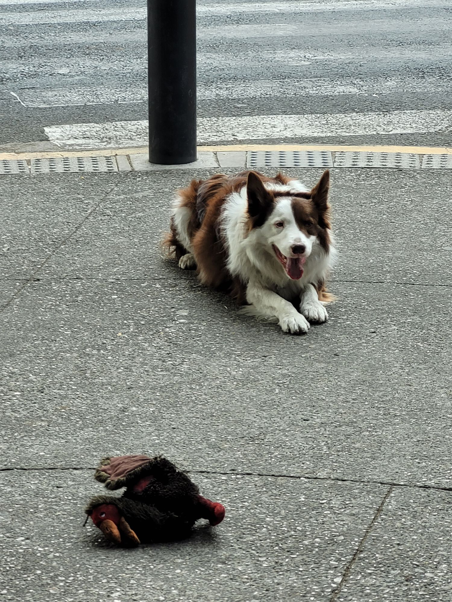 Luca waiting for a toss