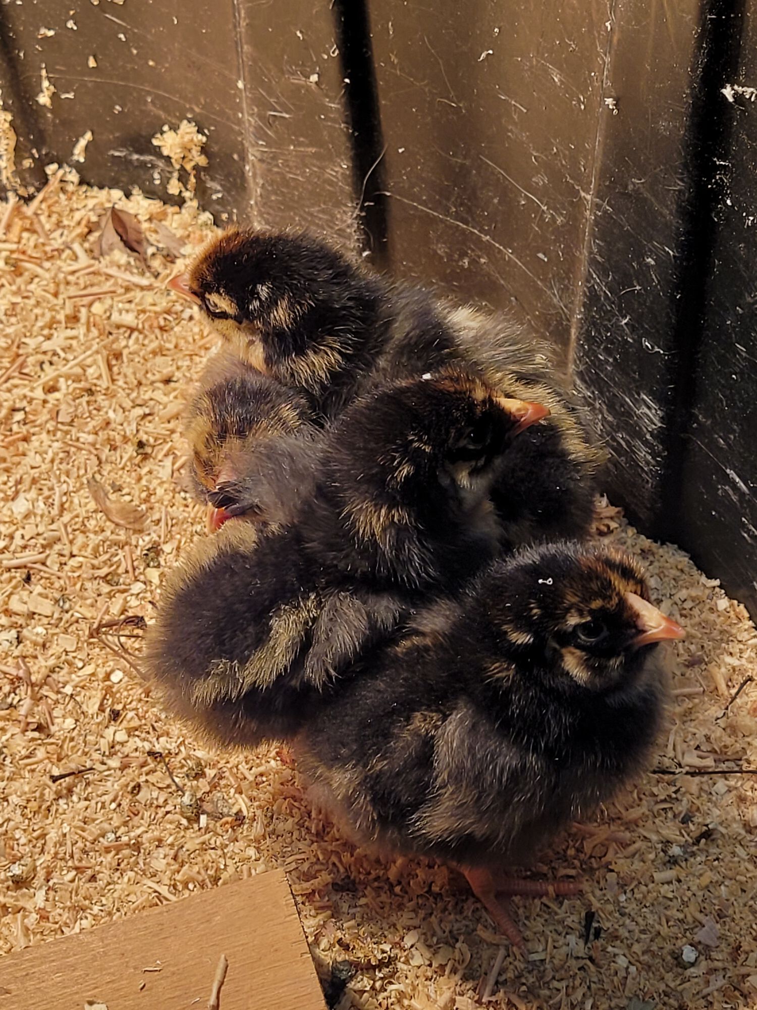 The little fluffballs.