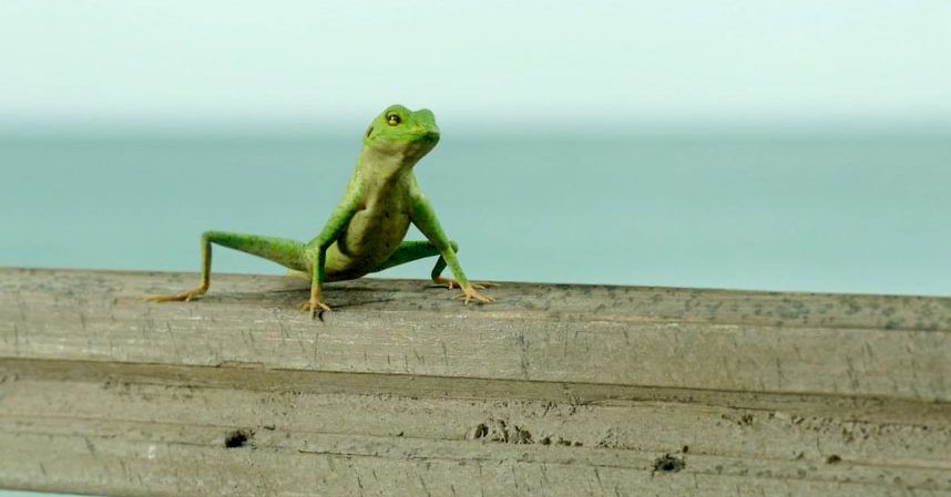 Forum member supplied image with no explanatory text