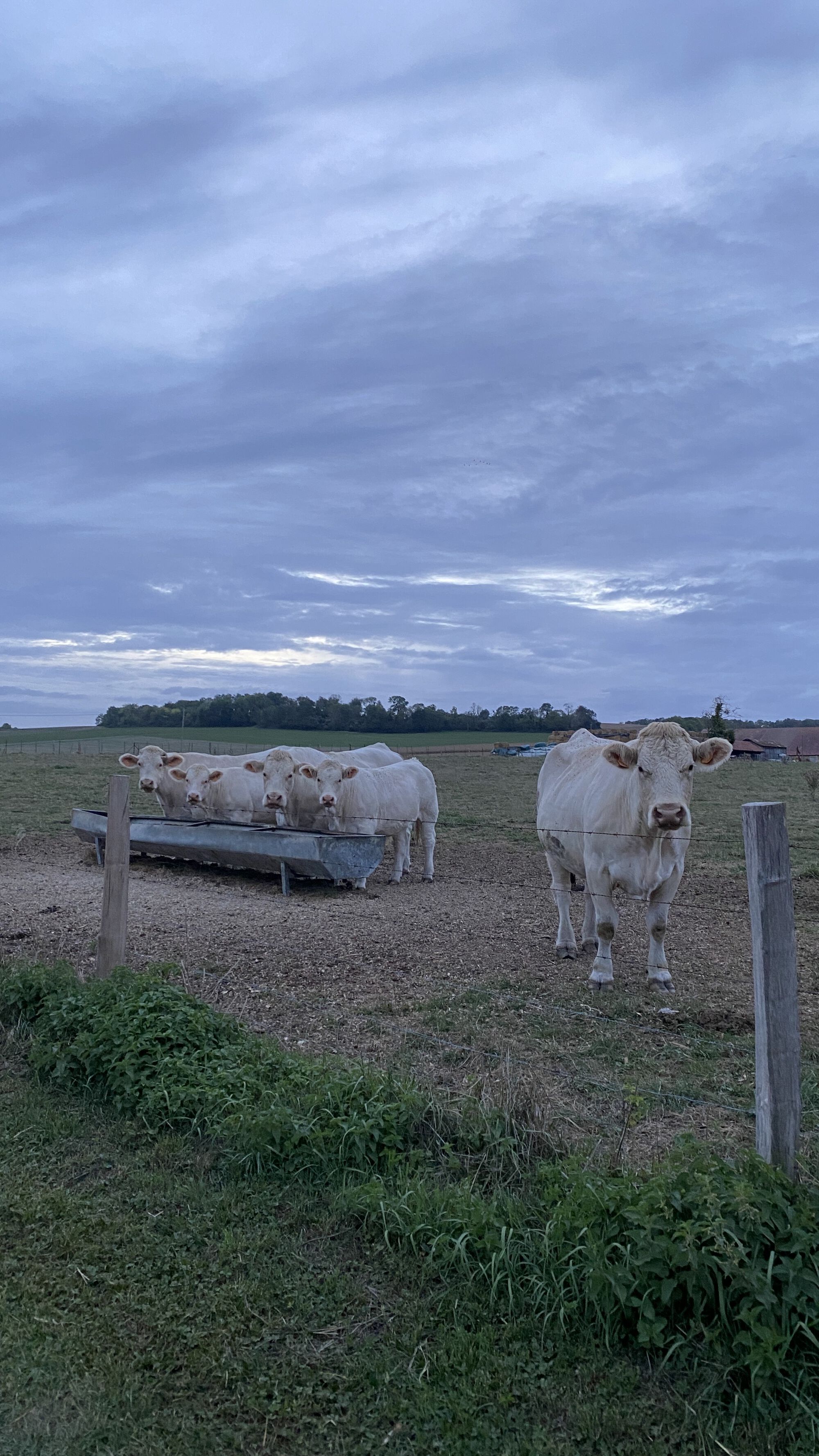 Curious cows