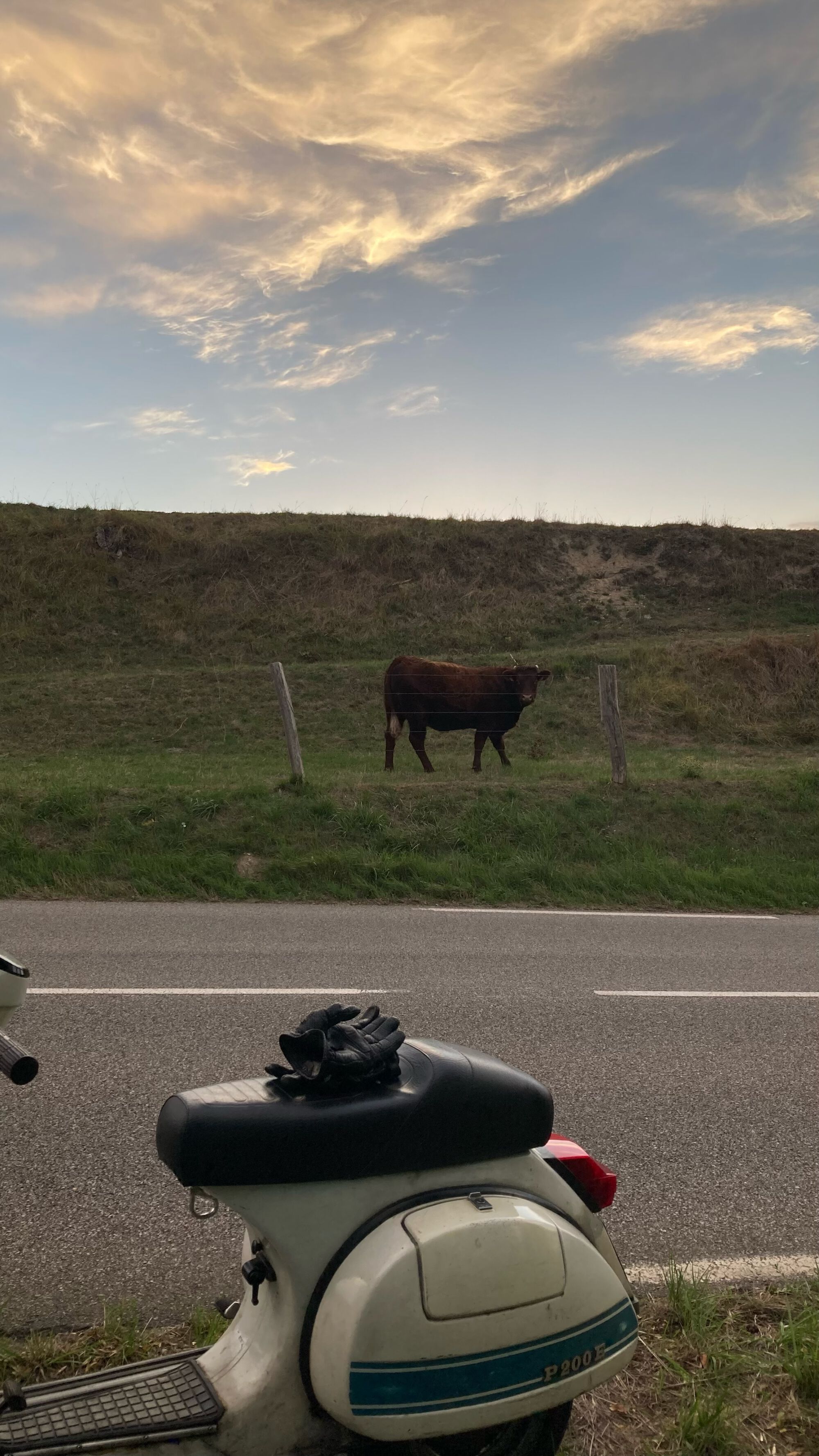 Another cow sighting