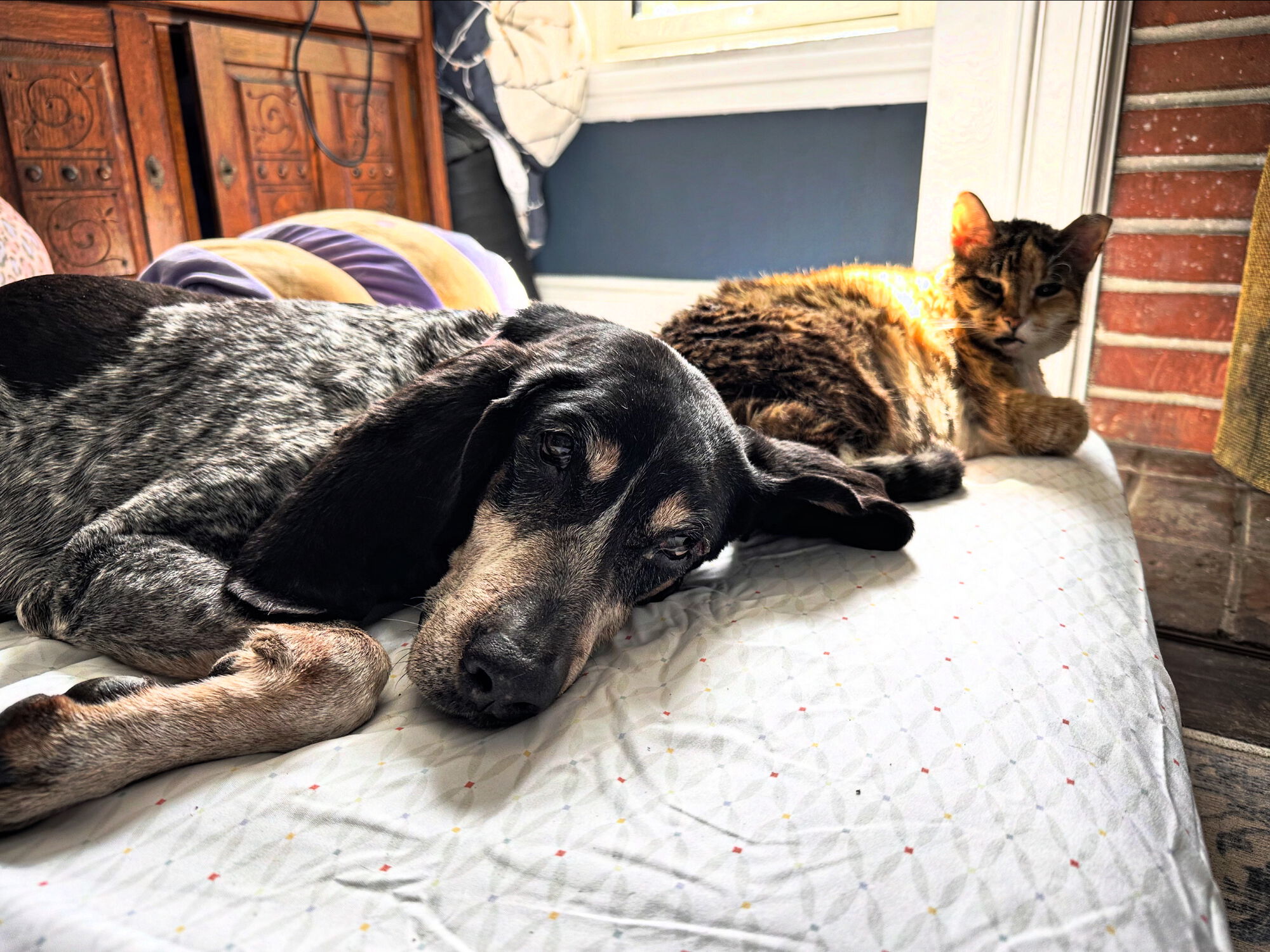 Here she is with her bud Sanne the cat. Nap number 31 of the day.