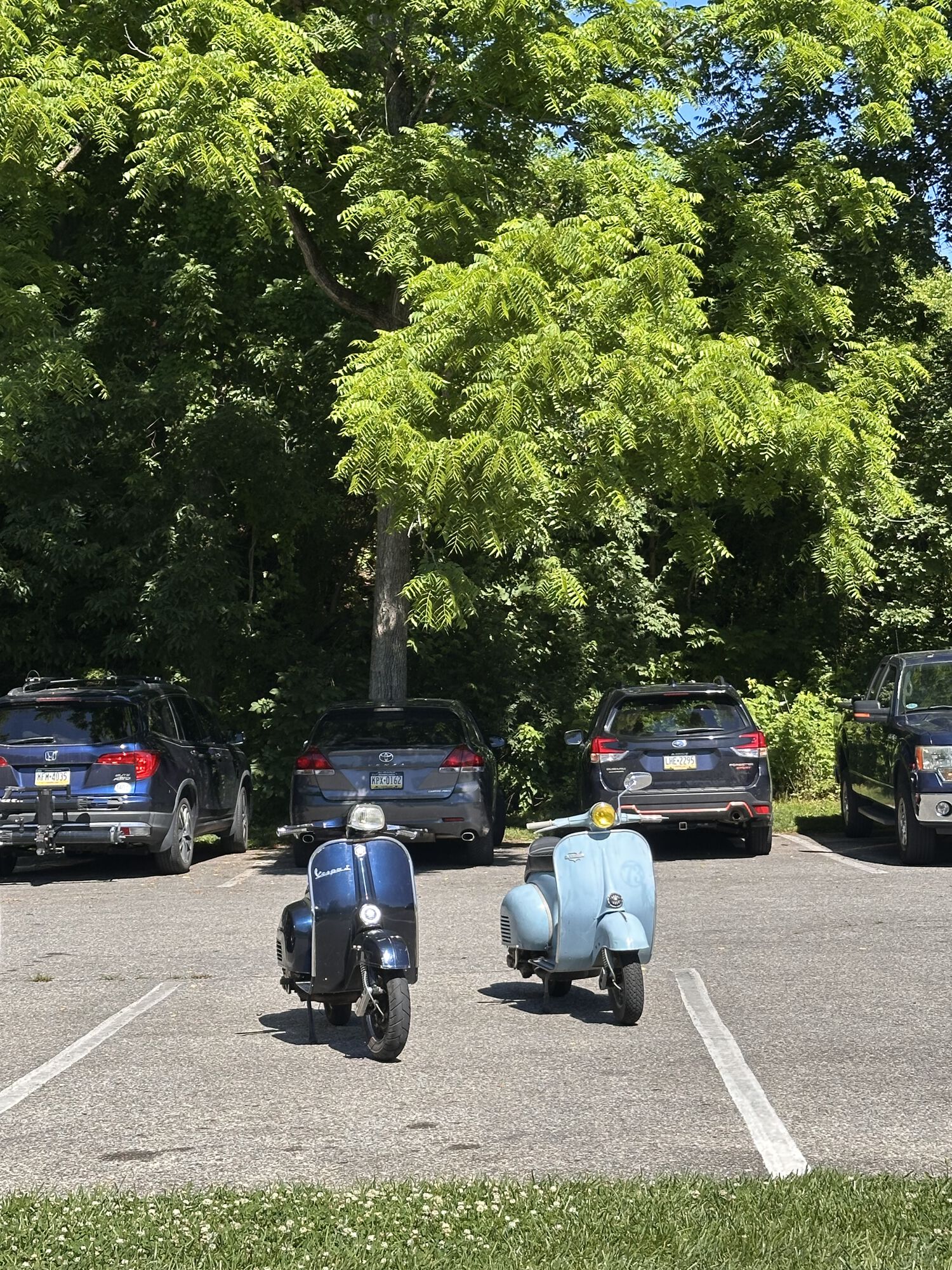 Oxymoron's Super and Bluey
