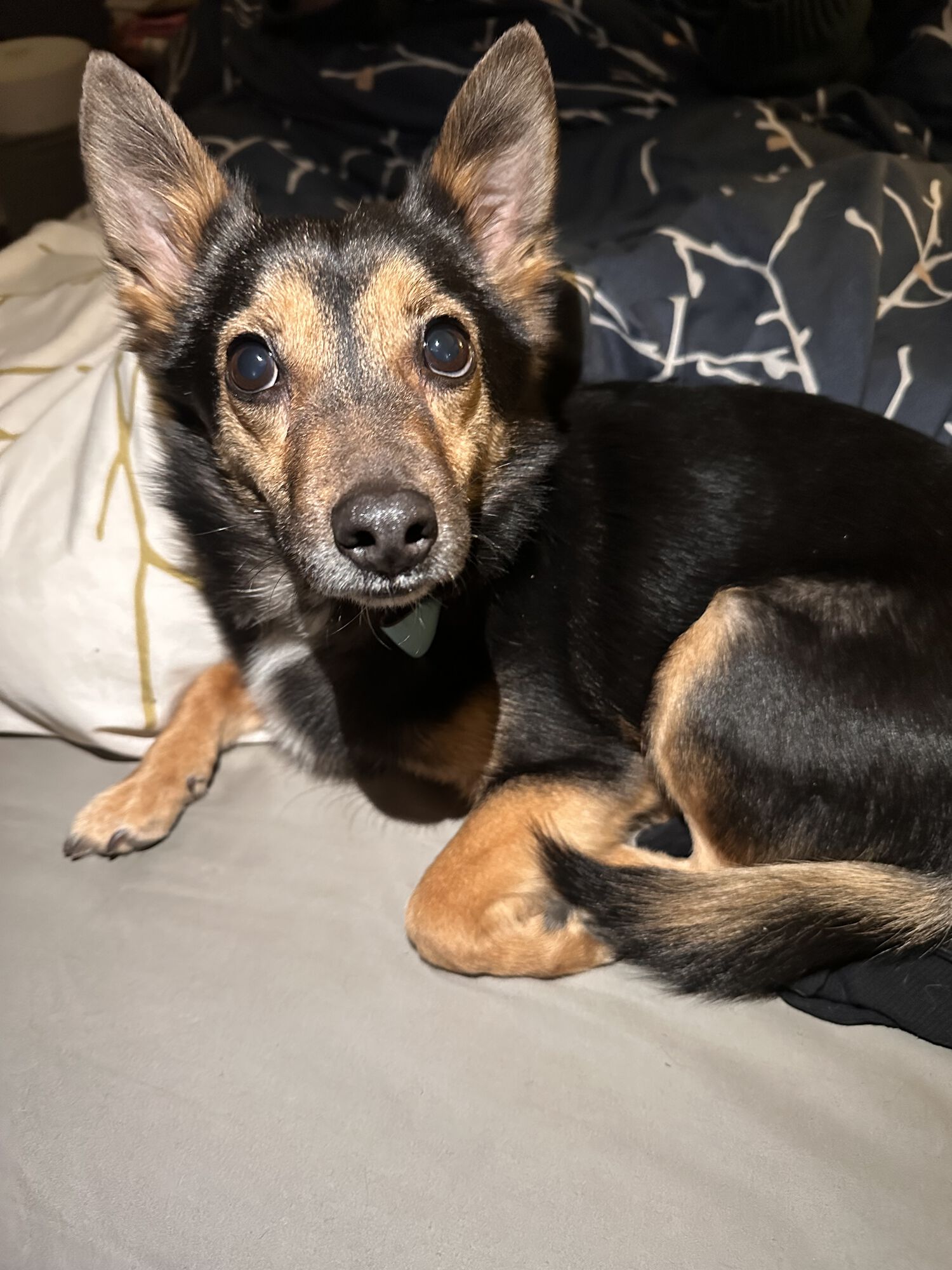 Gims says hey! Chiuahua sized but looks like a German Shepherd…. Makes no sense.