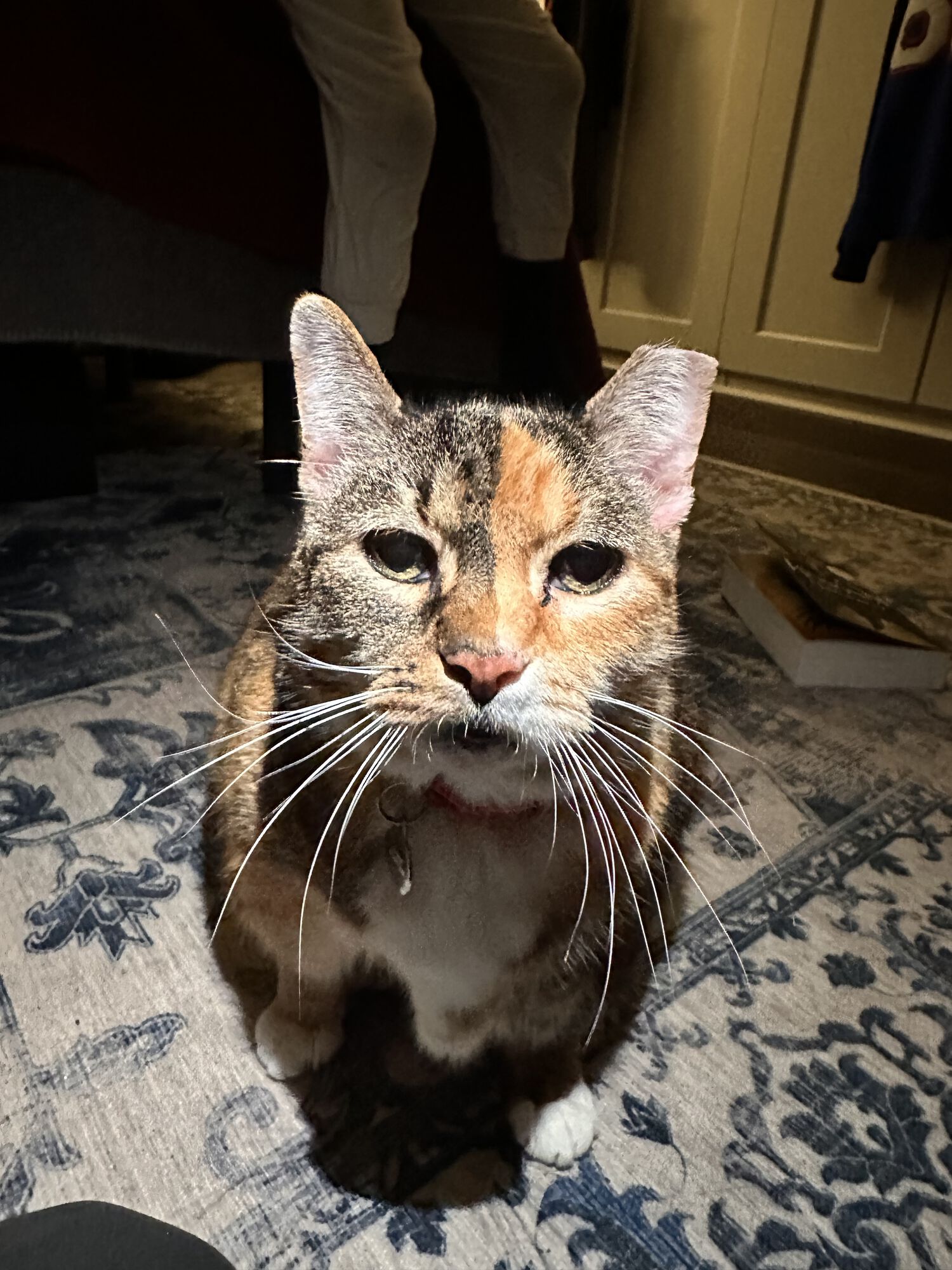 And our cat, Sanne. Pronounced Sah-nuh 
She was 28lbs when we adopted her….. only 15 now though!