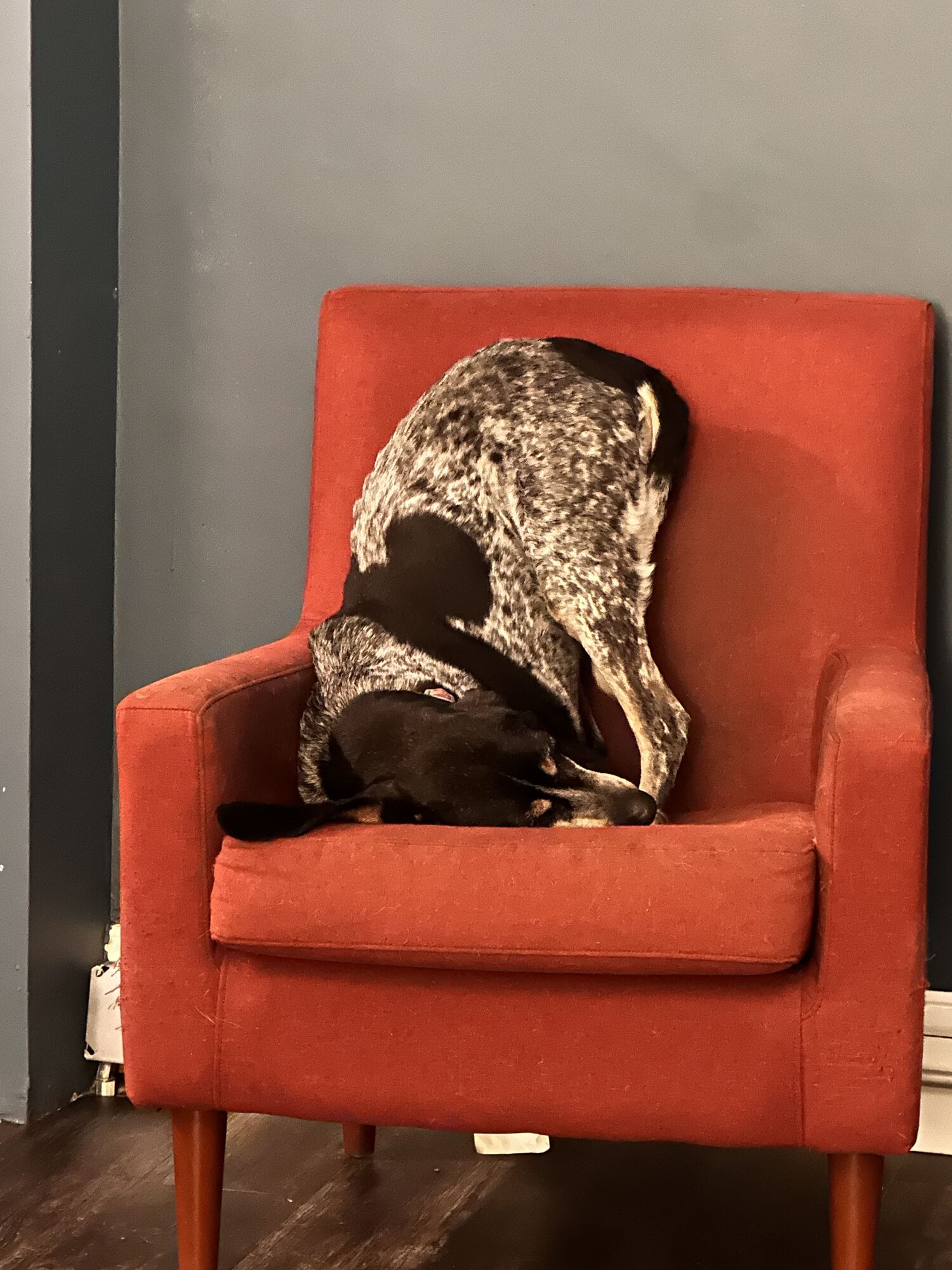 Bernie wanted to say hello, but she can't. She's asleep. Like this.