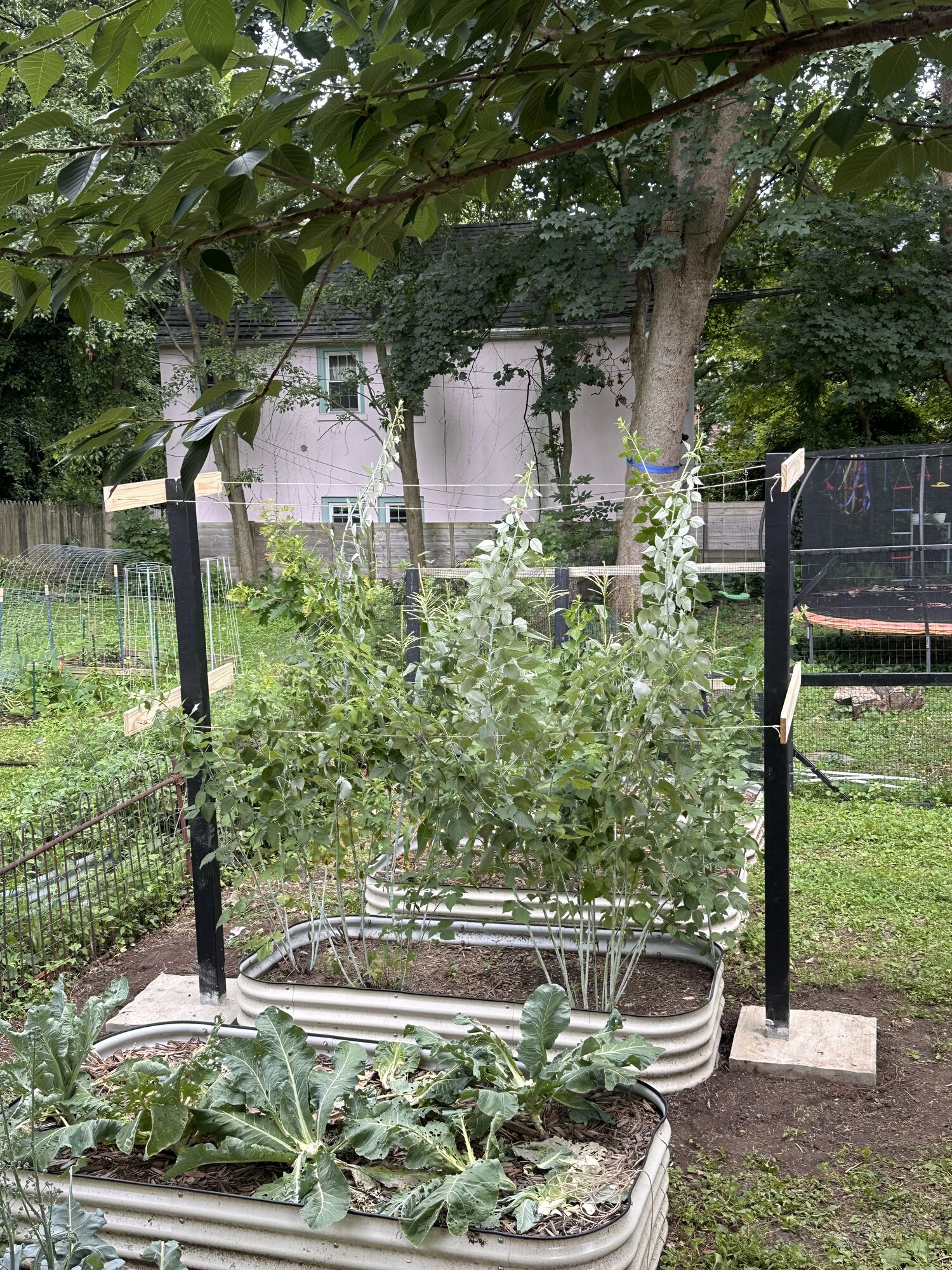 Keeping the black raspberries nice and upright now.