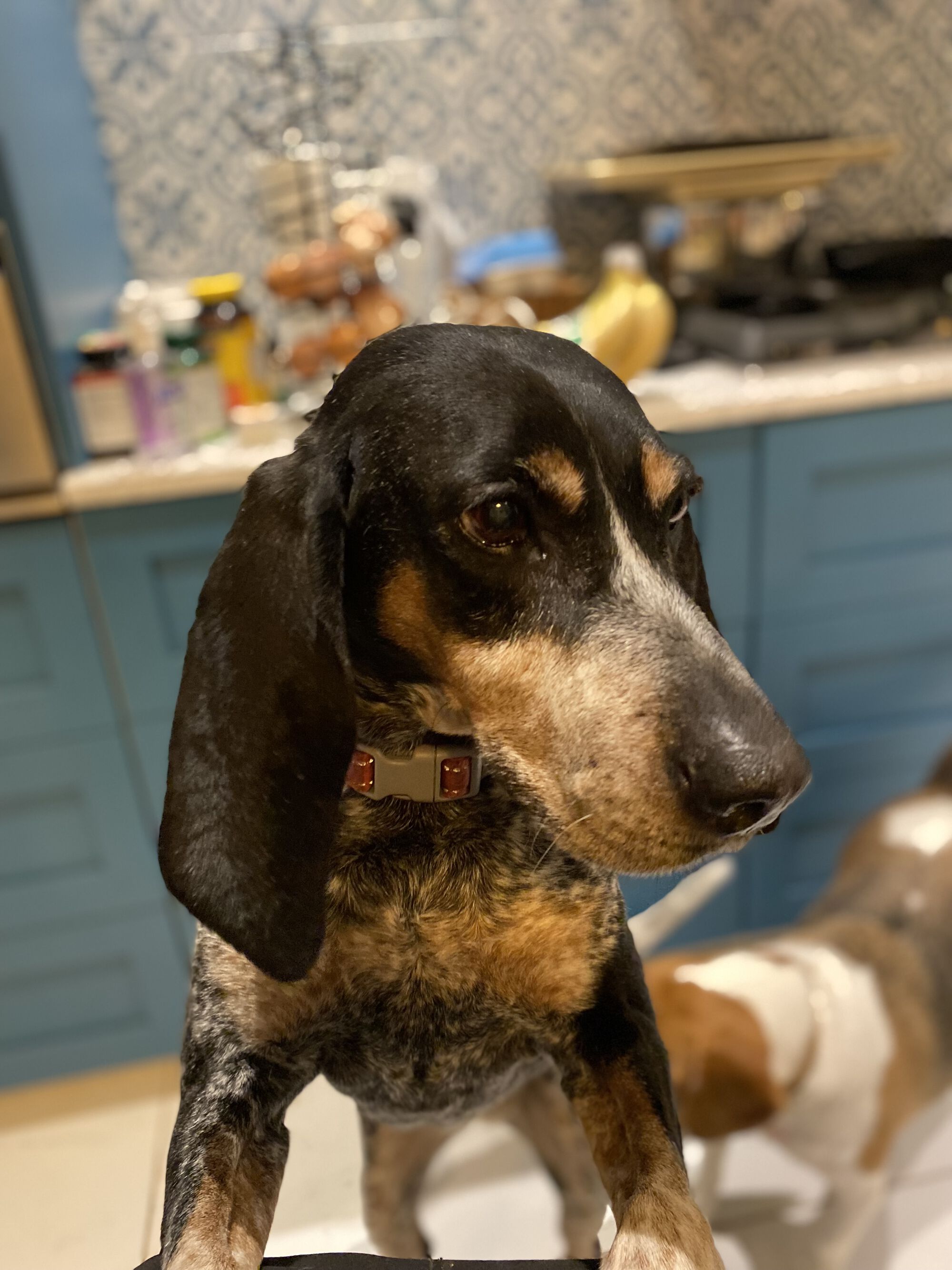 Rest easy old girl.