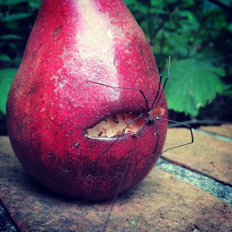 Forum member supplied image with no explanatory text