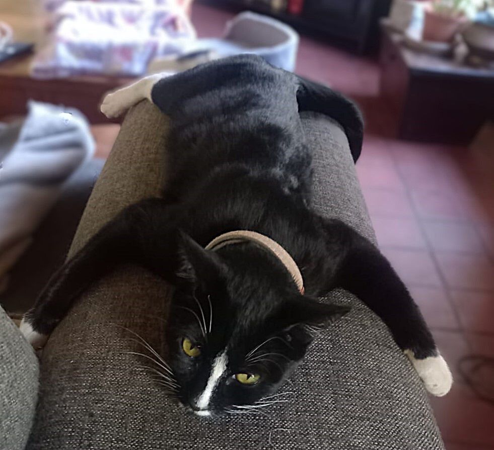 Modern Vespa : [NSR] Crazy cat people let's see your cats