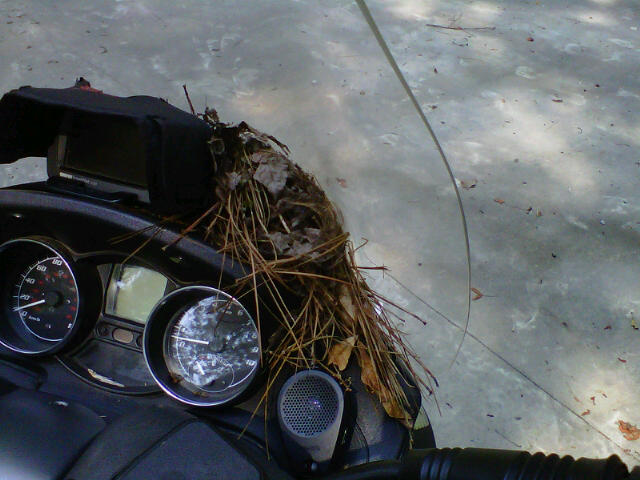Luckily no eggs laid so I didn't have to feel too bad about removing it.