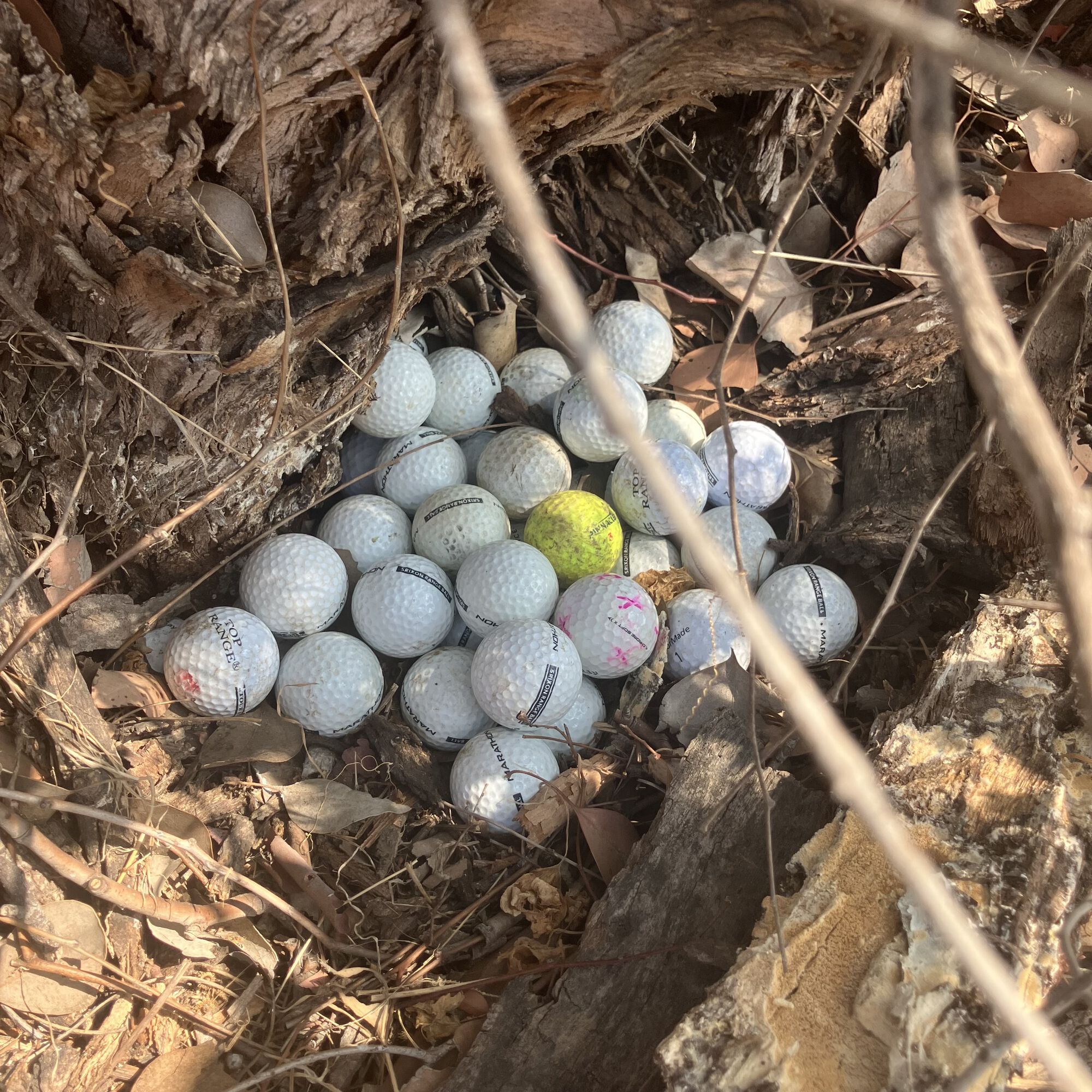 Forum member supplied image with no explanatory text