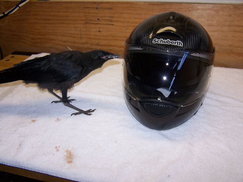 Forum member supplied image with no explanatory text