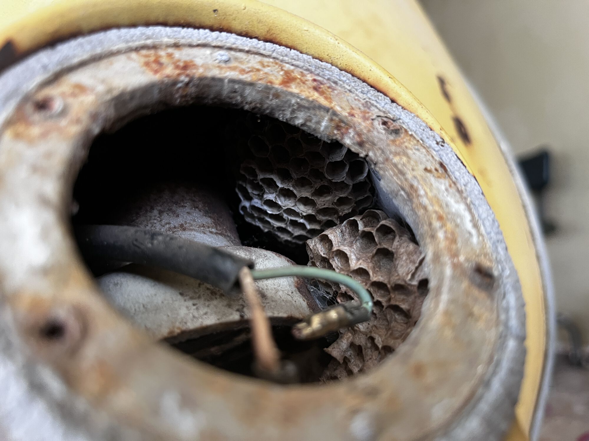Lots of wasps nests in this wasp