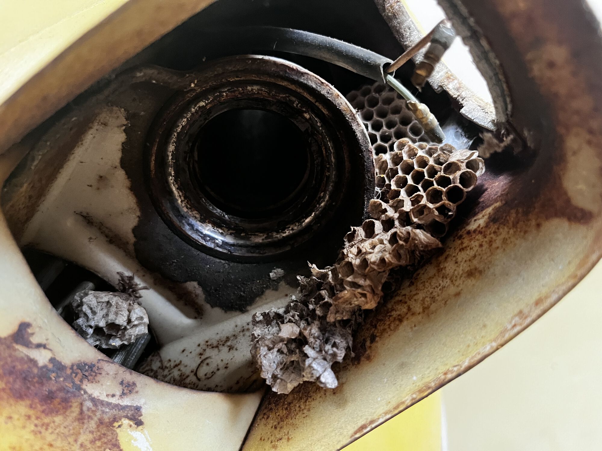 More wasps in the wasp