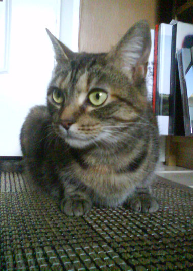 she has a fierce look (hence the name) but she's a very friendly cat.