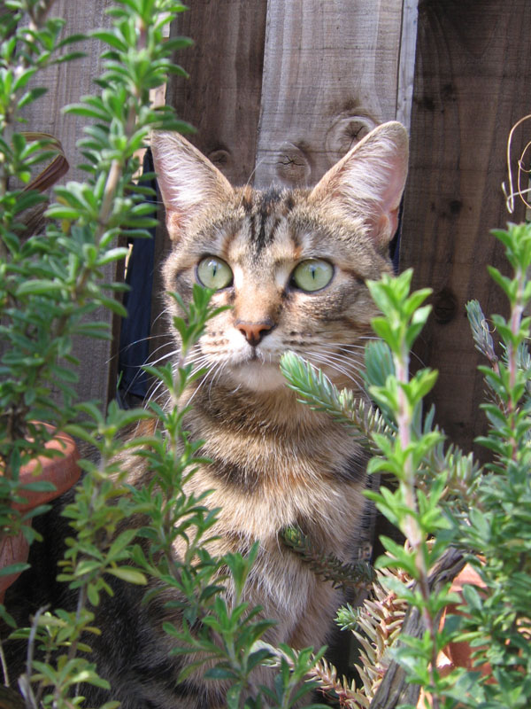 Alita, channeling her inner jungle cat