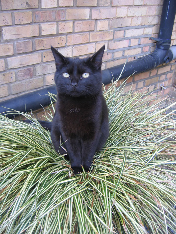Bindi isn't sure whether she prefers eating this grass plant, or using it as a nest
