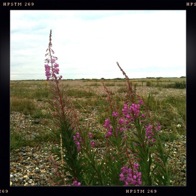 flora of the Suffolk coast.