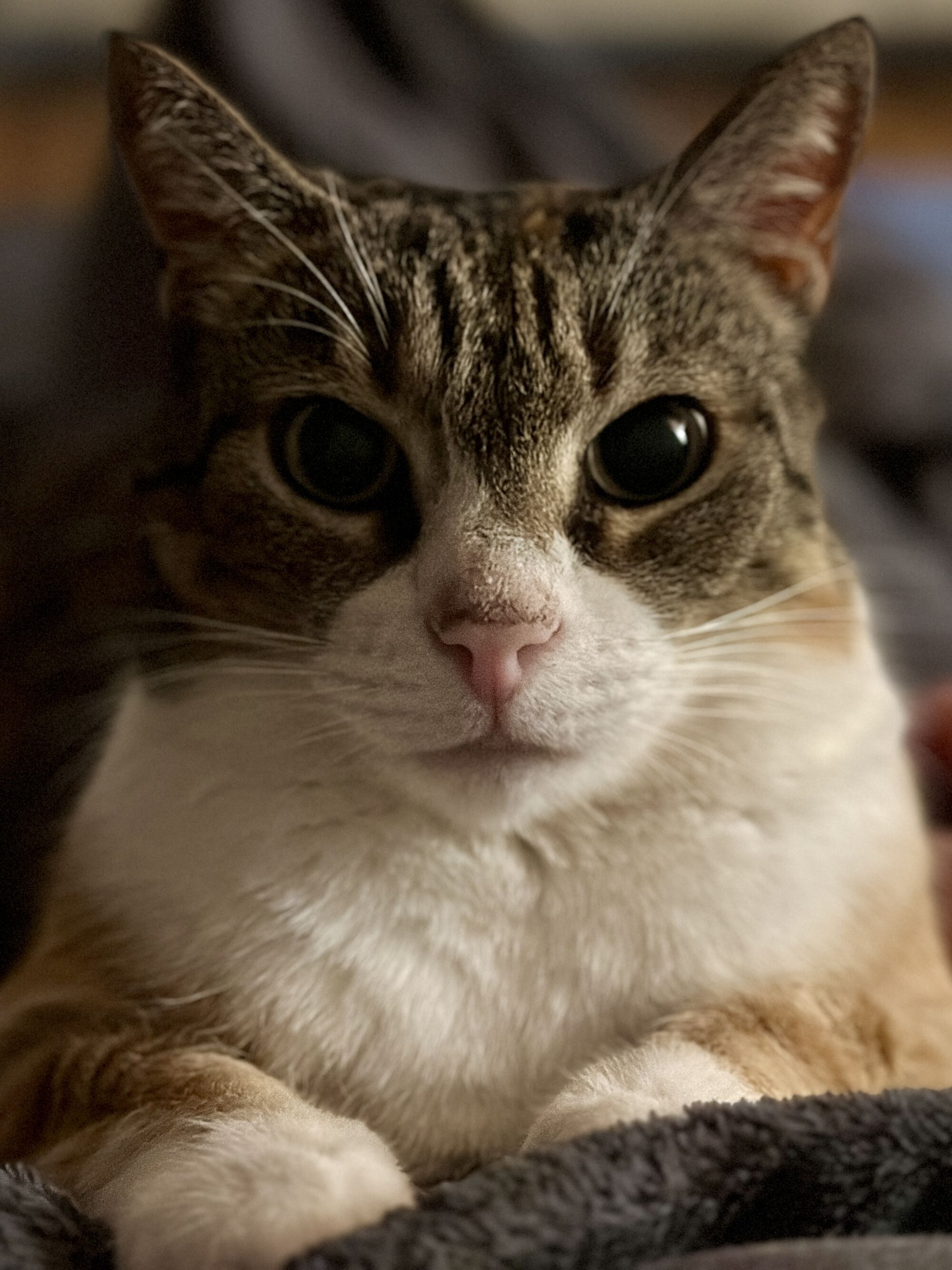 Forum member supplied image with no explanatory text