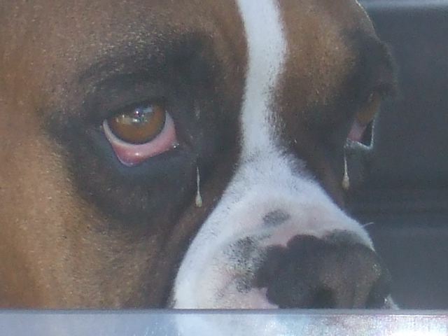 For those of you who felt like THIS fella today, and couldn't make it...we do Joshua Tree Saturday 1/3/09!  See you there...