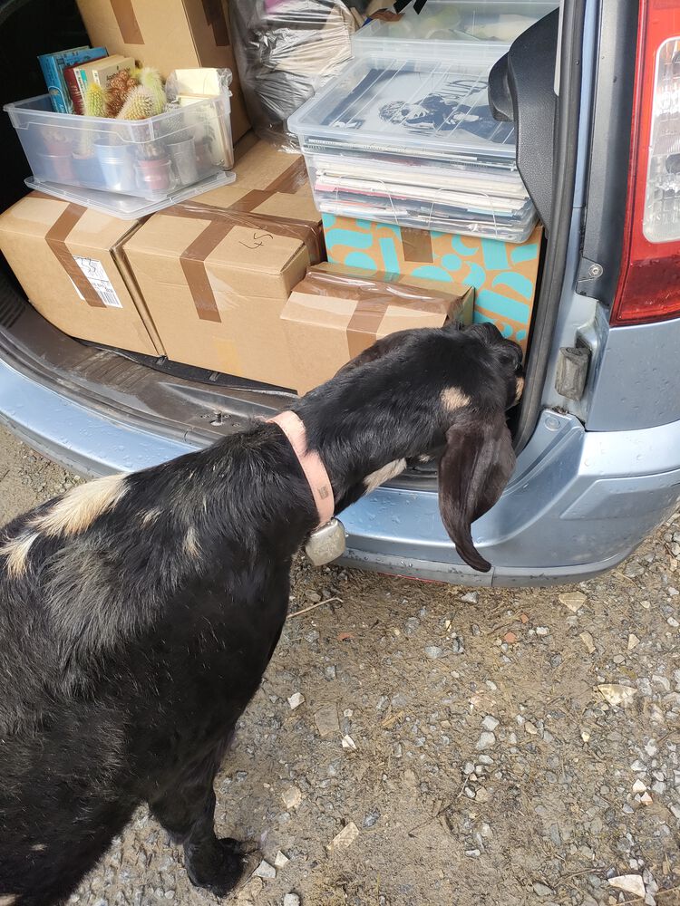 Forum member supplied image with no explanatory text