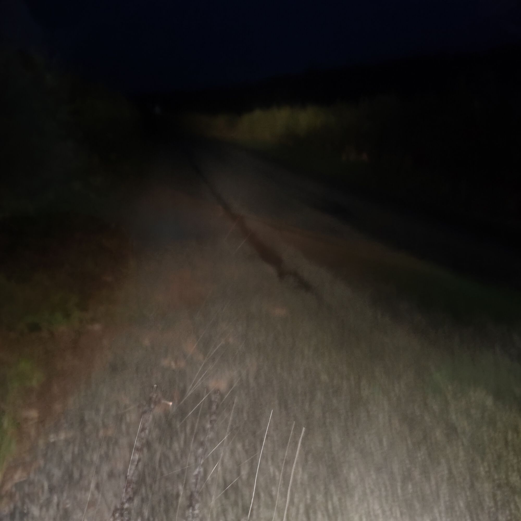 Forum member supplied image with no explanatory text
