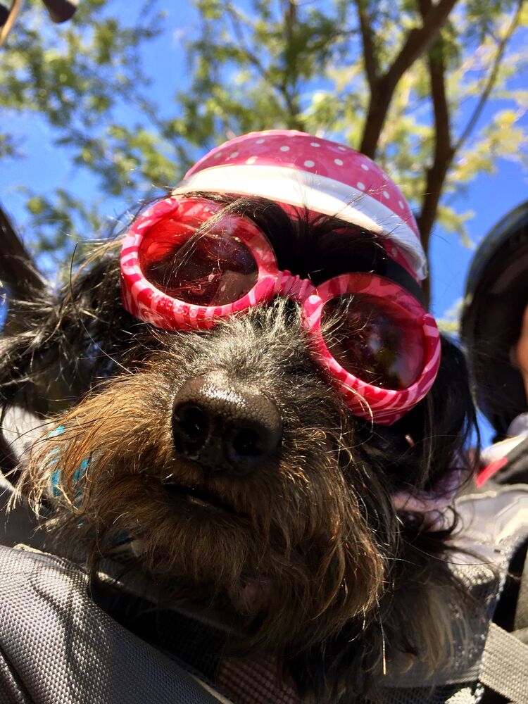 Ava the scooter pup.