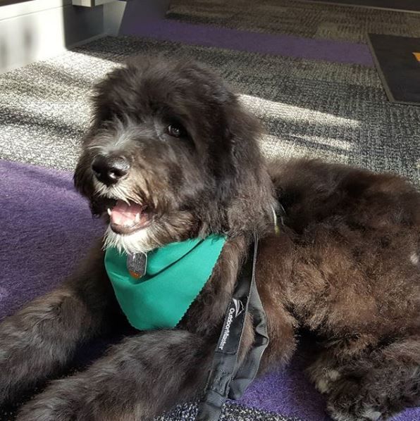 And this is my new puppy, Scout. He's already too big to ride in the basket, alas.