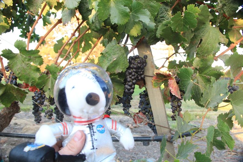 Chardonnay anyone?