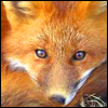 @javafox avatar