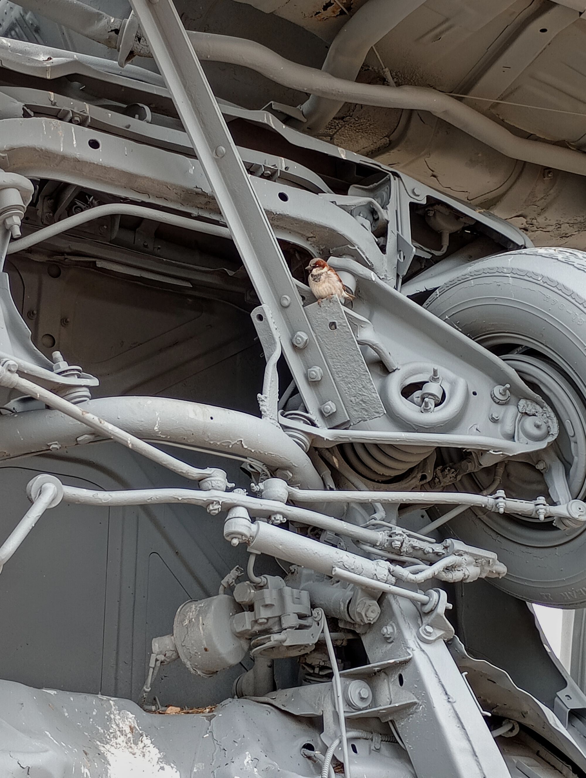 Forum member supplied image with no explanatory text