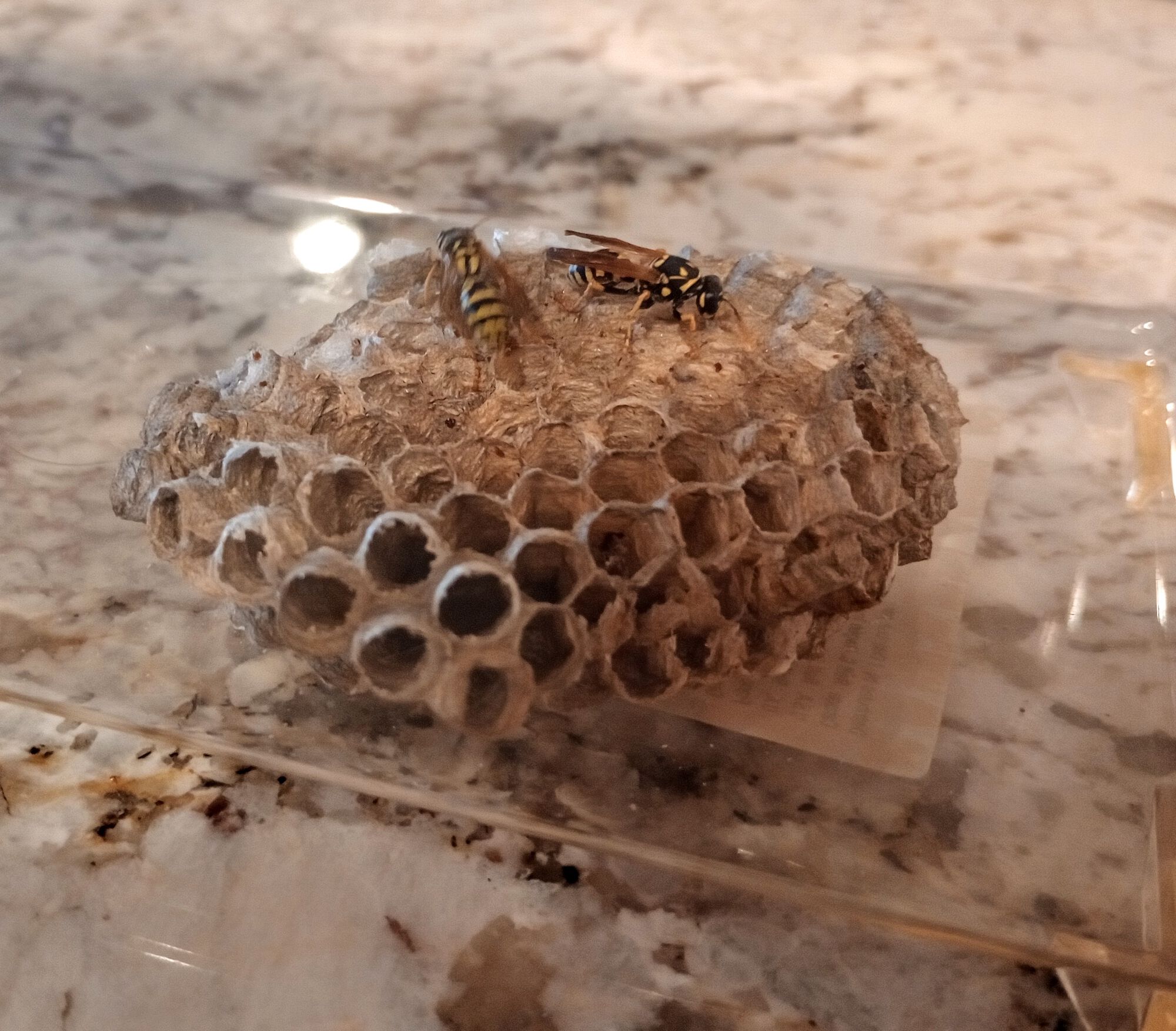 Forum member supplied image with no explanatory text