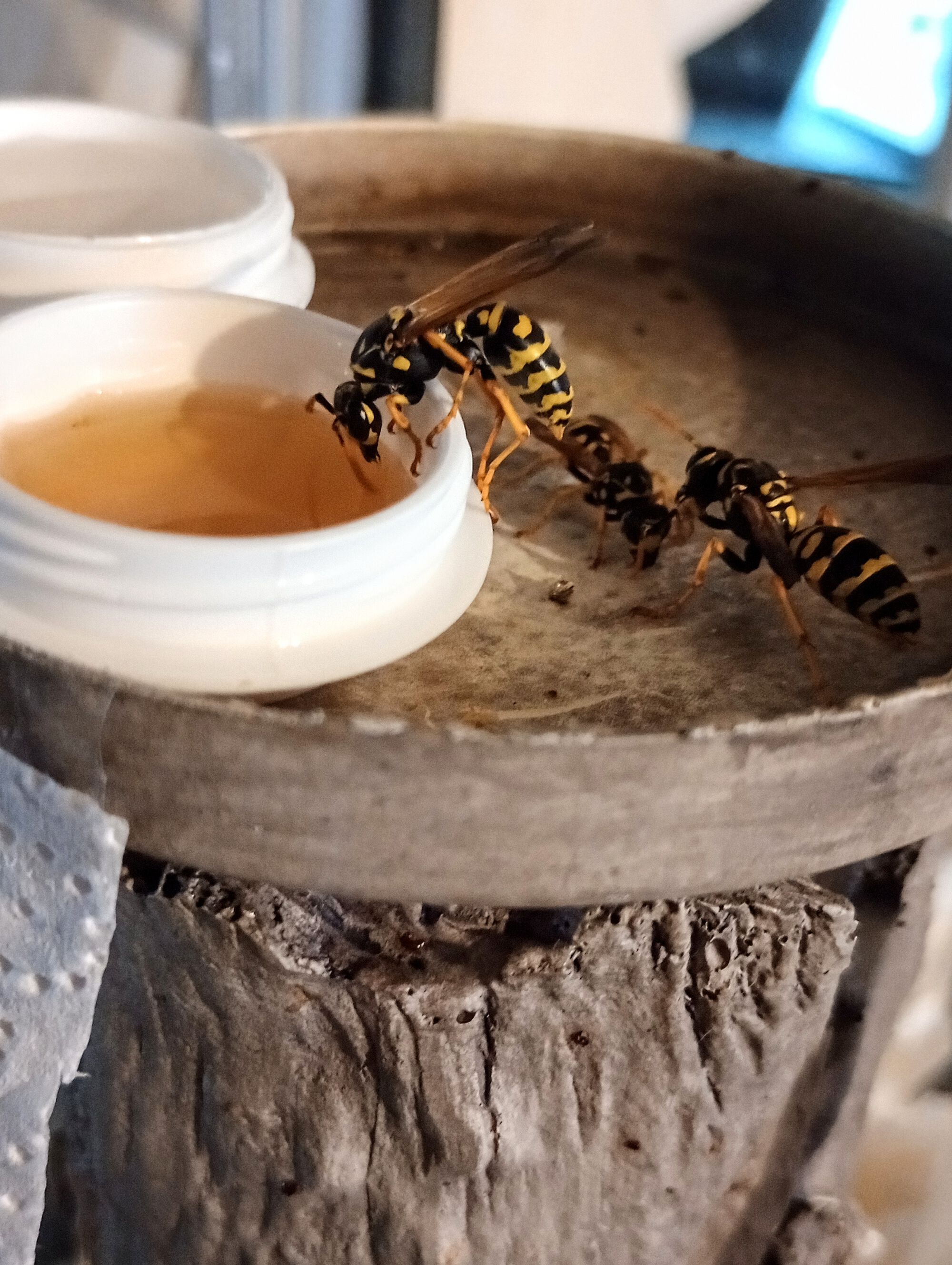 Forum member supplied image with no explanatory text