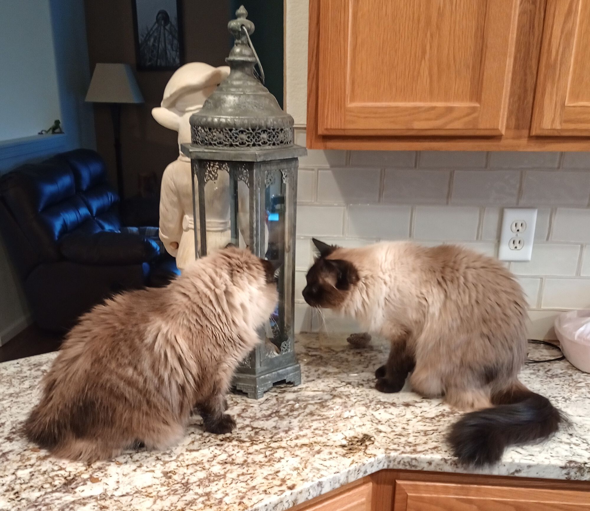 Forum member supplied image with no explanatory text